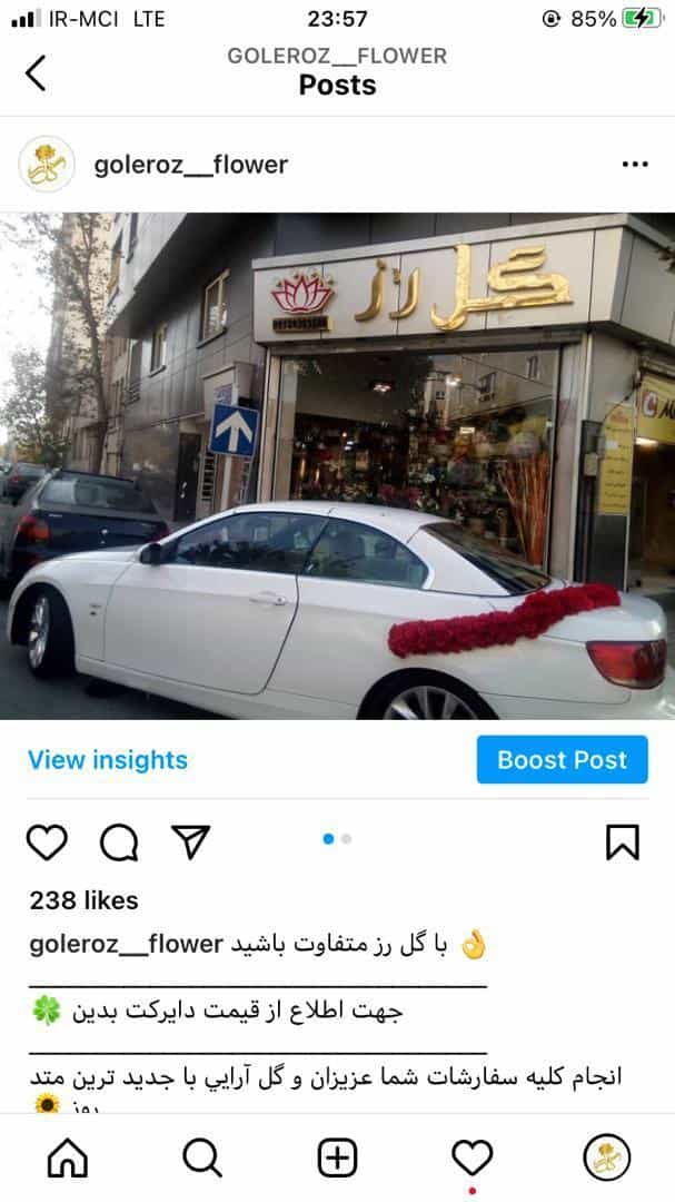 عکس گل رز در مجیدیه