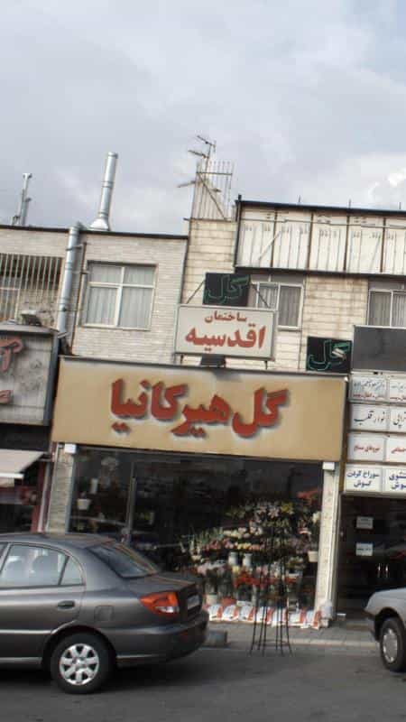 عکس گل هیرکانیا در گلها