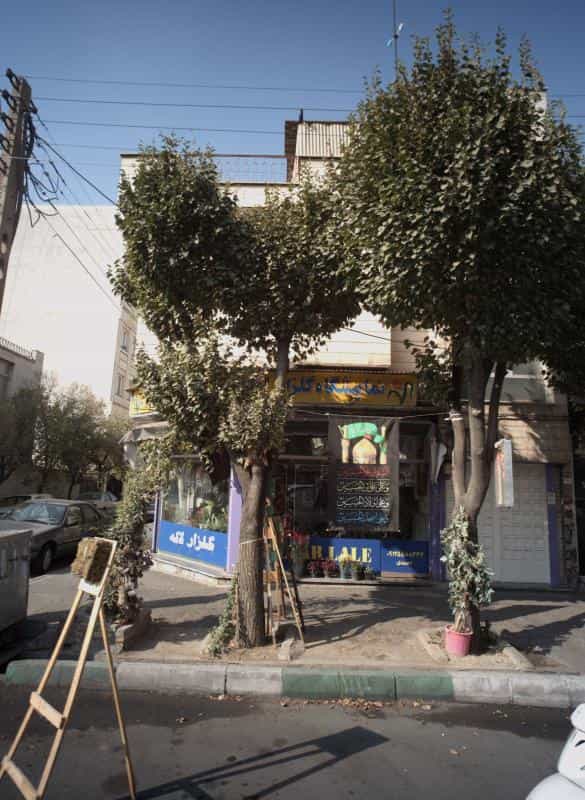 عکس نمایشگاه گلزار لاله در ابوذر