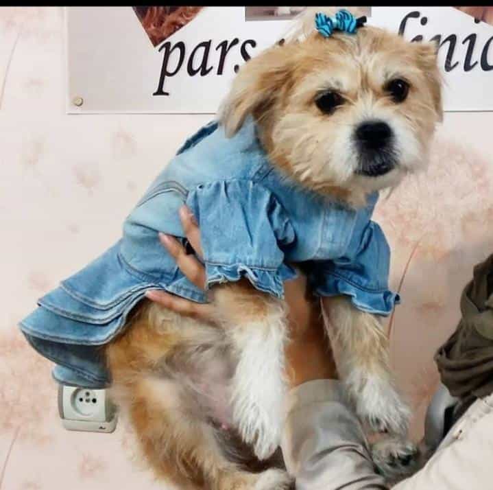 عکس کلینیک دامپزشکی پارس دکتر هومن بیات در تهرانپارس غربی