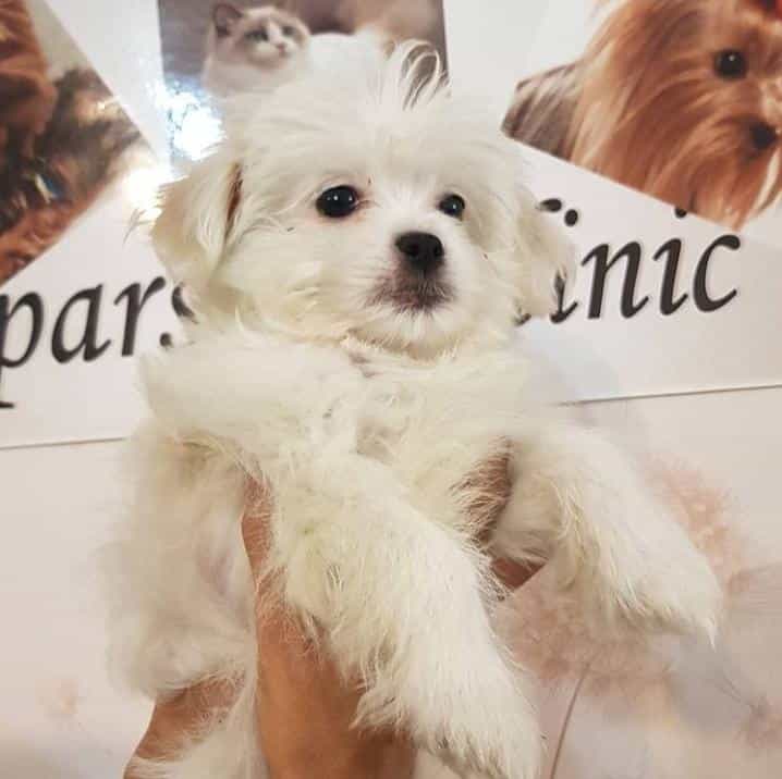 عکس کلینیک دامپزشکی پارس دکتر هومن بیات در تهرانپارس غربی