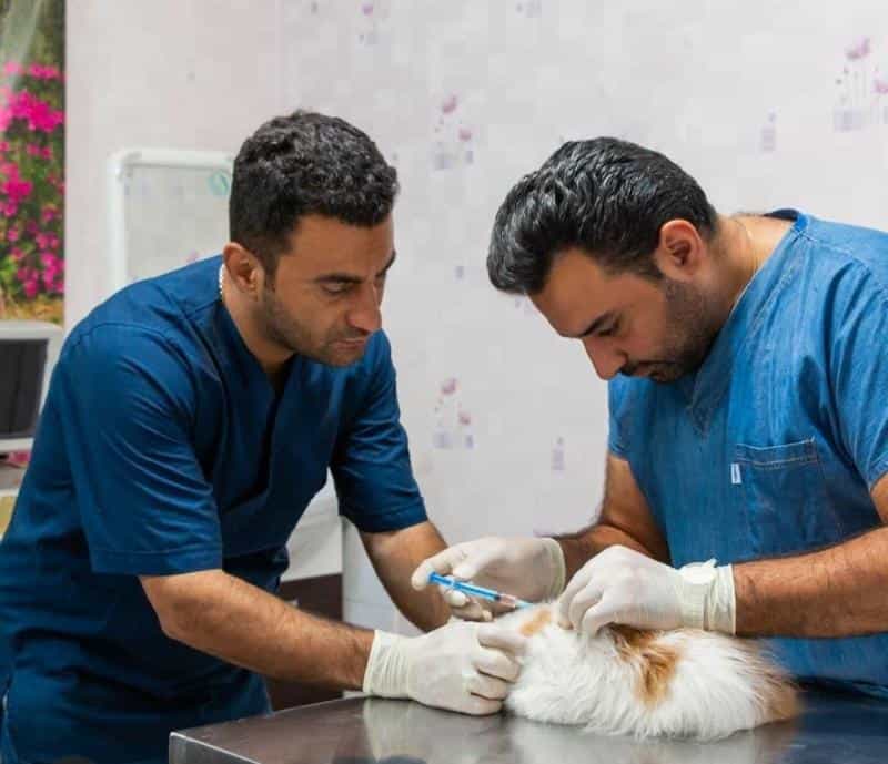 عکس کلینیک دامپزشکی و پت شاپ آفاق (دکتر فرهاد بساق زاده) در سازمان برنامه شمالی
