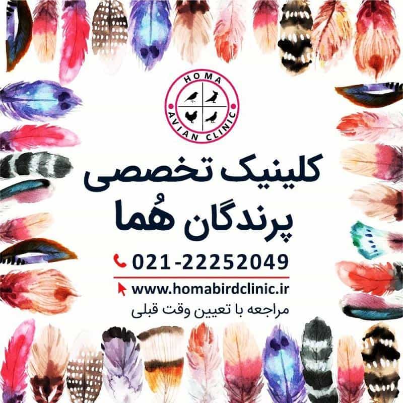 عکس کلینیک دامپزشکی تخصصی پرندگان هما در داوودیه