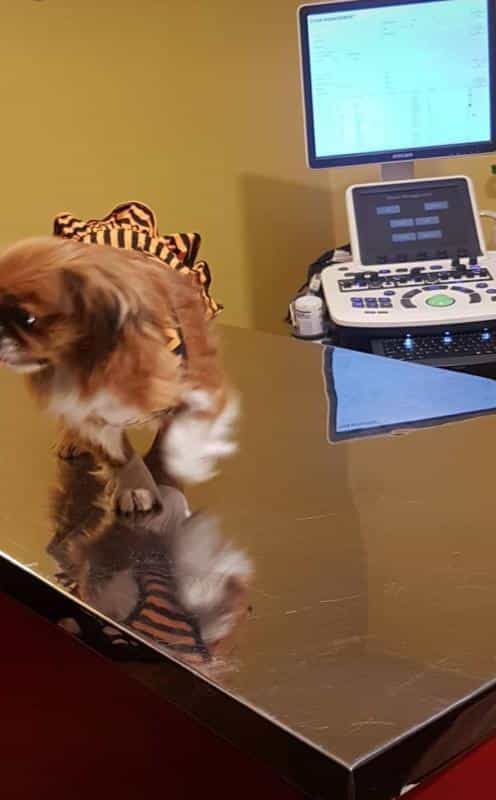 عکس مرکز رادیولوژی و سونوگرافی دامپزشکی دکتر بهمنش در امانیه