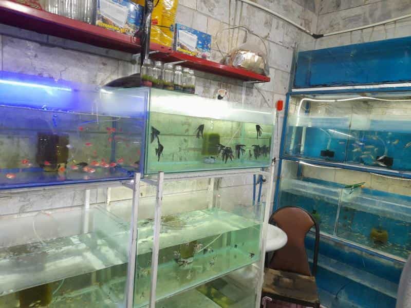 عکس آکواریوم پرشین فیش در زهتابی