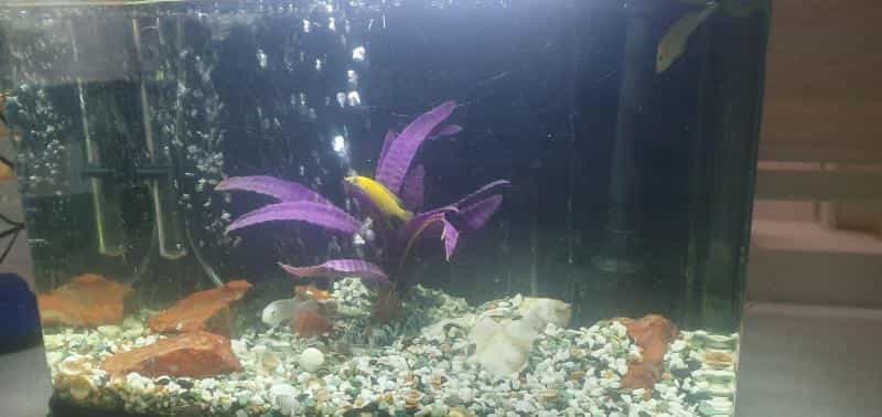 عکس آکواریوم ستاره خلیج در اختیاریه
