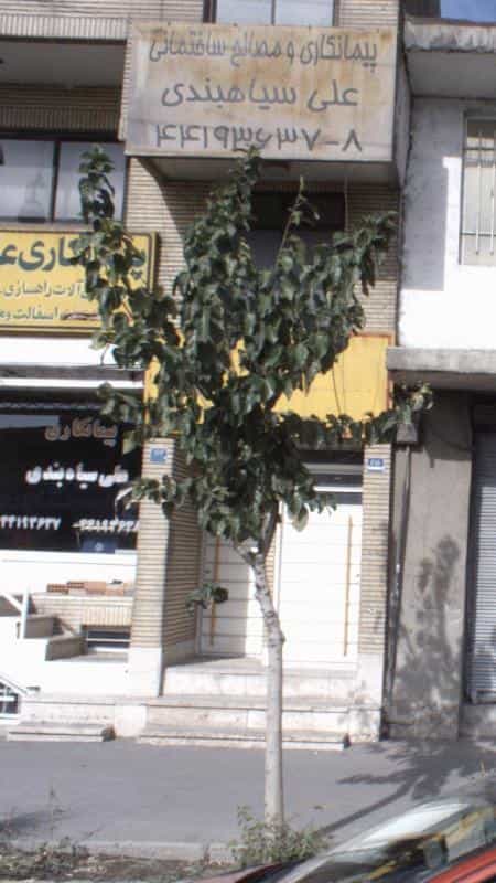 عکس پیمانکاری و مصالح ساختمانی علی سیاهبندی در شهرک شهرداری