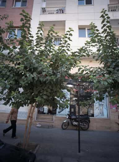 پیرایش مهدی در مختاری