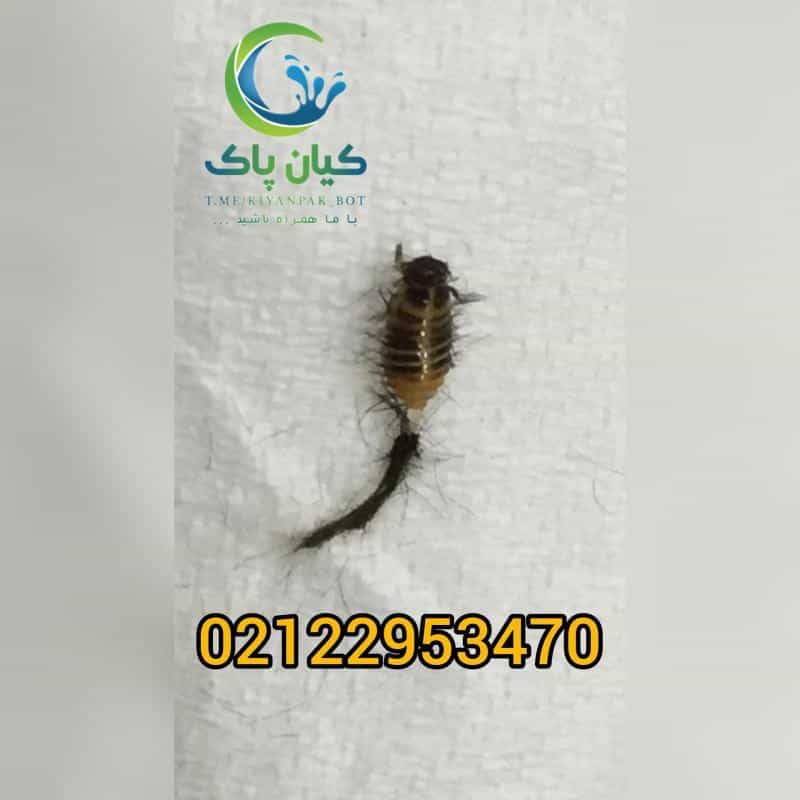 عکس سمپاشی کیان پاک شعبه شمال در ازگل