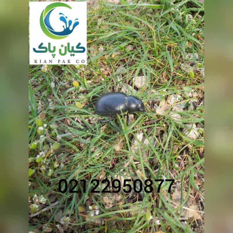 عکس سمپاشی کیان پاک شعبه شمال در ازگل