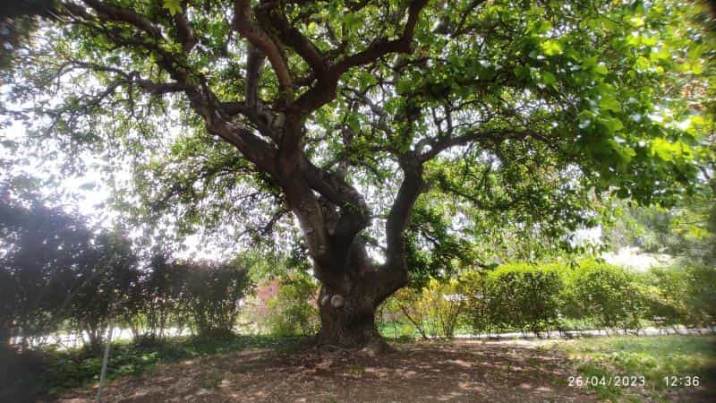 عکس موزه گیاهشناسی در سرو آزاد