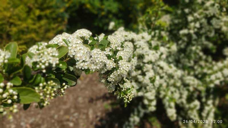 عکس موزه گیاهشناسی در سرو آزاد