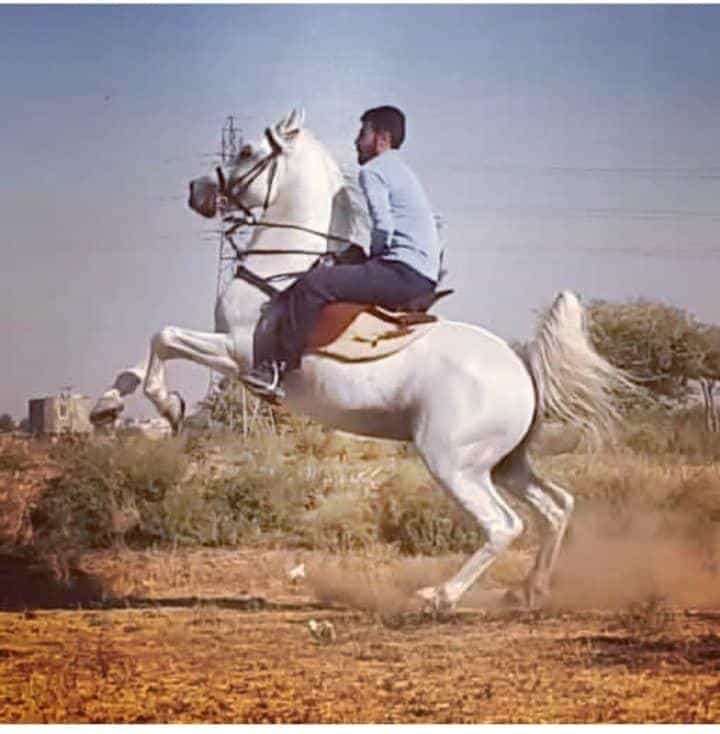 عکس مجموعه پرورش اسب آهو زارع در محله عاشق آباد اصفهان 