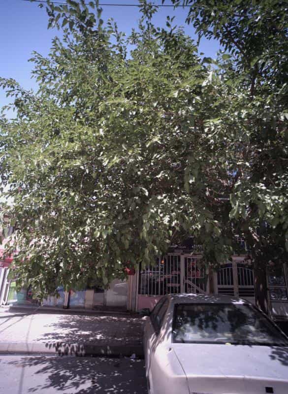 عکس آرایشگاه نوین در محله طبرسی شمالی مشهد 