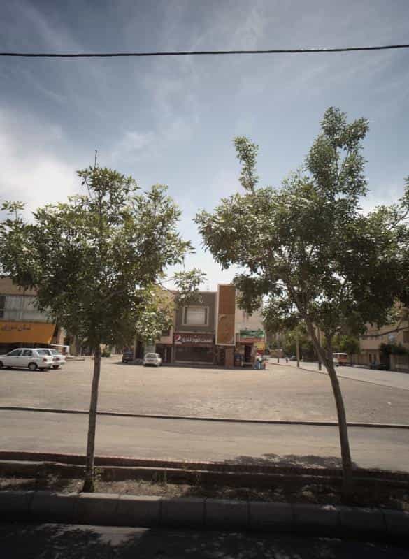 عکس زیبایی گل یاس در محله فرهنگیان مشهد 