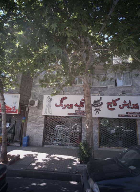 عکس پیرایش کاج در محله گوهرشاد مشهد 
