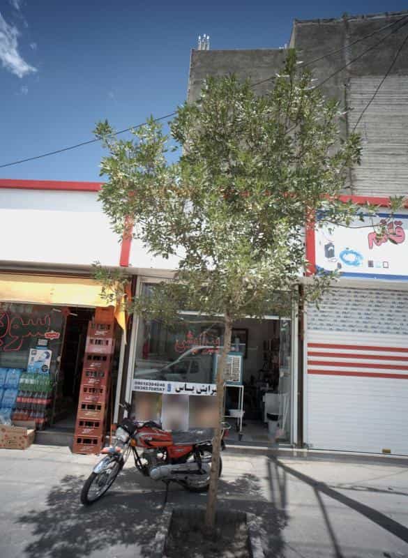 عکس پیرایش یاس در محله پنجتن آل عبا مشهد 