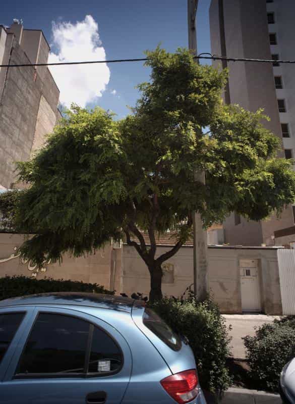 عکس زیبایی عاطفه در محله هنرستان مشهد 