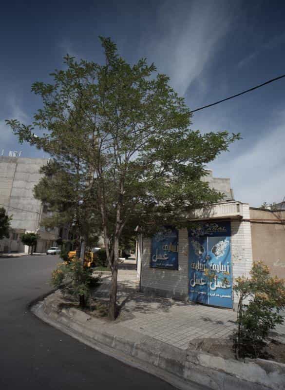 عکس زیبایی عسل در محله فرهنگیان مشهد 