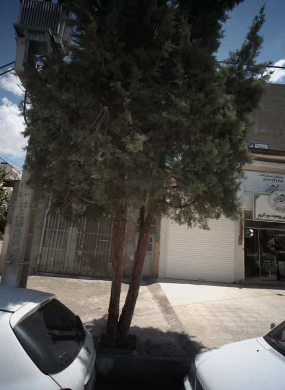 عکس پیرایش مسترکات در محله آب و برق مشهد 