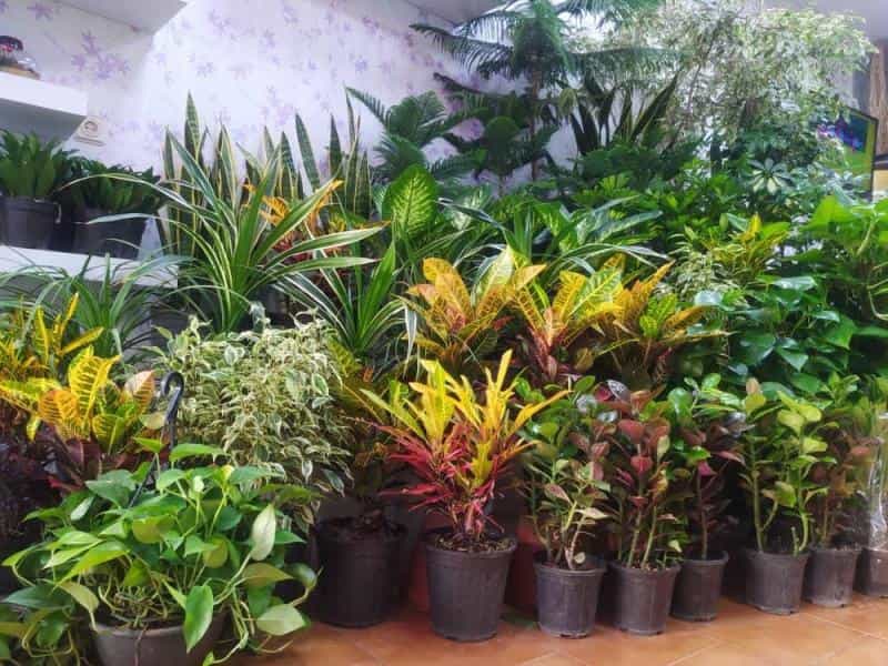 عکس گل فروشی سوگند در کاوه اصفهان