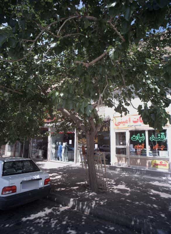 عکس قند و نبات امینی در انقلاب مشهد