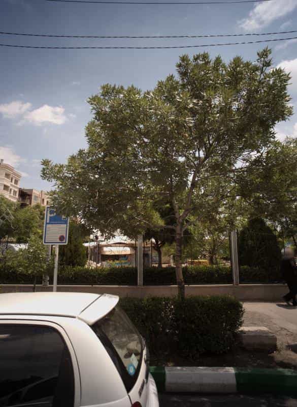 عکس آبمیوه بستنی اتما در دانشجو مشهد