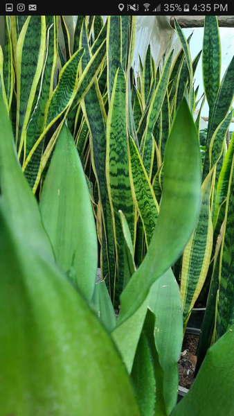 عکس گل و گیاه و صنایع دستی گلستانفر در باغ فدک اصفهان