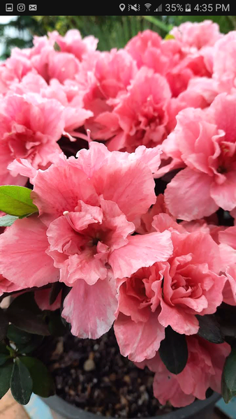 عکس گل و گیاه و صنایع دستی گلستانفر در باغ فدک اصفهان