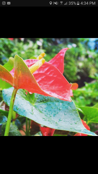 عکس گل و گیاه و صنایع دستی گلستانفر در باغ فدک اصفهان