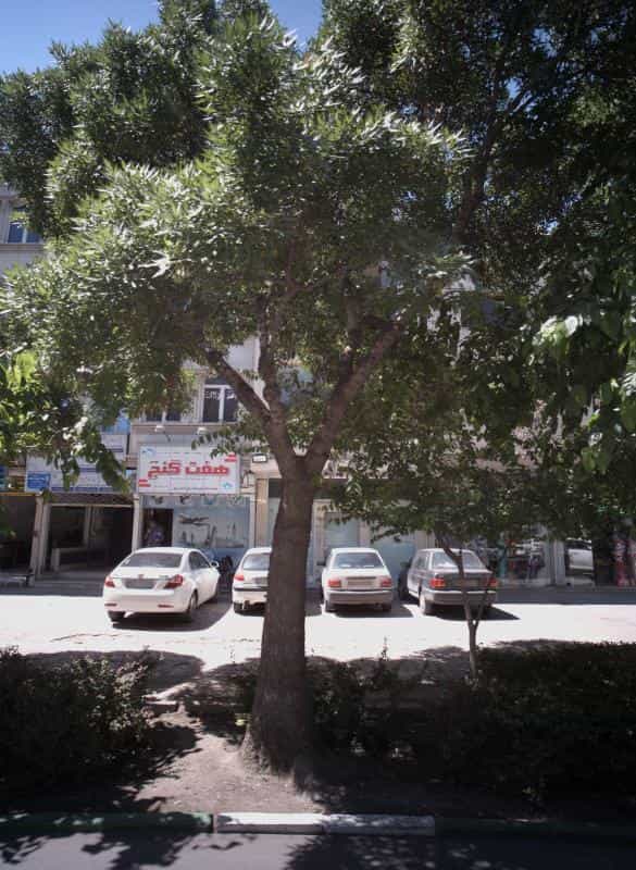 عکس دفتر وکالت ارمین عمرانی باجگیران در سناباد مشهد