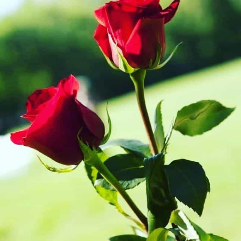 عکس موسسه حقوقی بین المللی آرارات شعبه مشهد در سجاد شهر مشهد