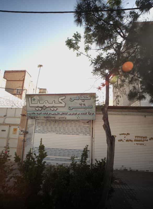 عکس گیاه سنتی کیمیا در پروین اعتصامی مشهد