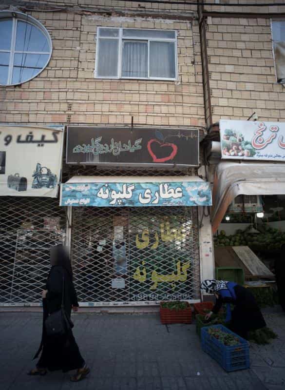 عکس گیاهان دارویی گلپونه شهرک بهارستان مشهد