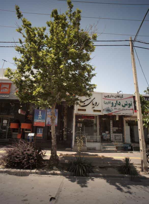 عکس گیاهان دارویی نوش دارو در استاد یوسفی مشهد