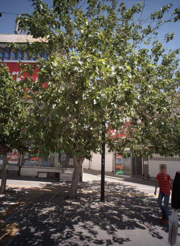 عکس عطاری در هنرور مشهد
