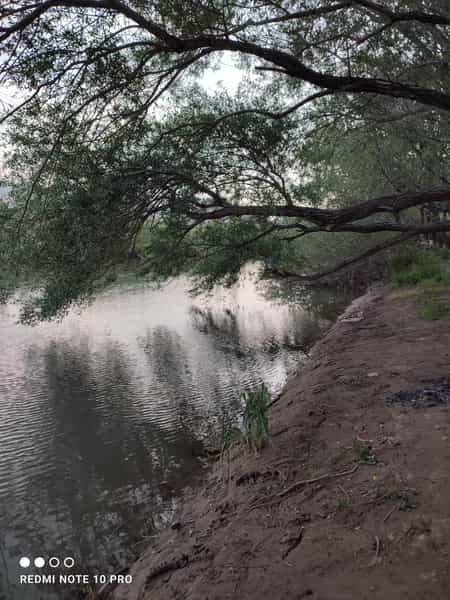 عکس تک شاپور در عظیمیه کرج