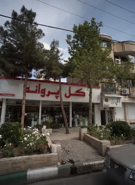 عکس گل پروانه در آزادشهر مشهد