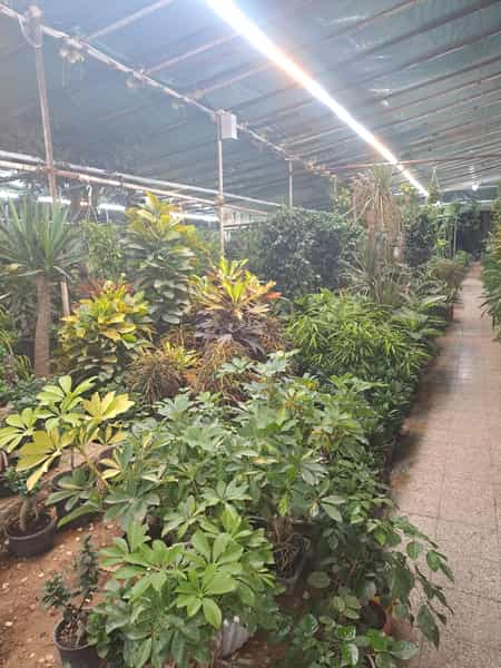 عکس شیراز گل شیراز