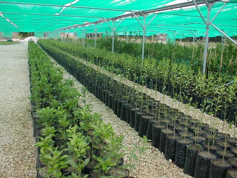 عکس گل فروشی نهالستان در مهدیه شیراز