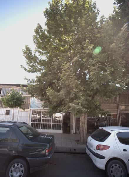 عکس گل فروشی توسکا کوی امیرالمومنین مشهد