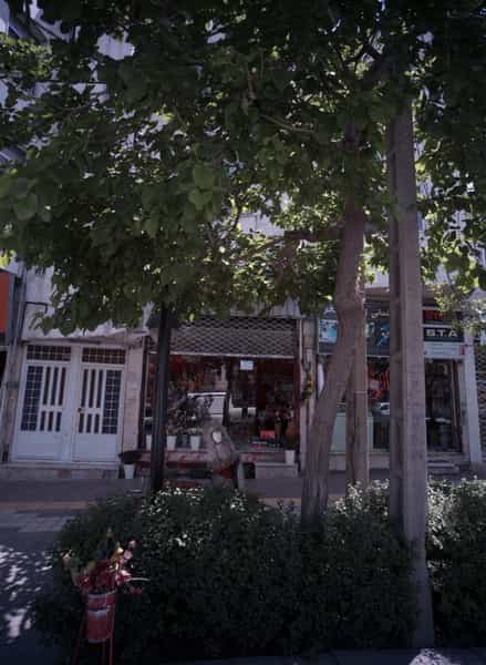 عکس گل آریا در خرمشهر مشهد