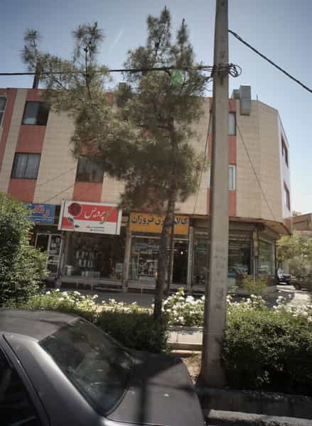 عکس گل پردیس در شاهد مشهد