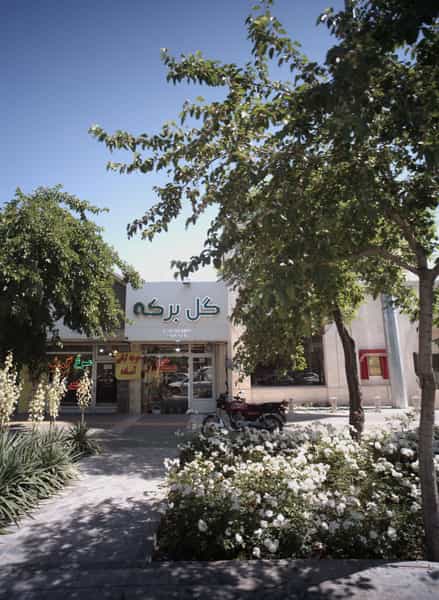 عکس گل برکه در دانشجو مشهد