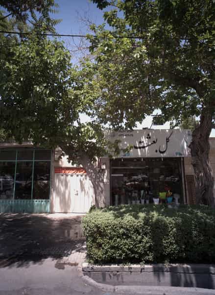 عکس گل بعثت در احمدآباد مشهد