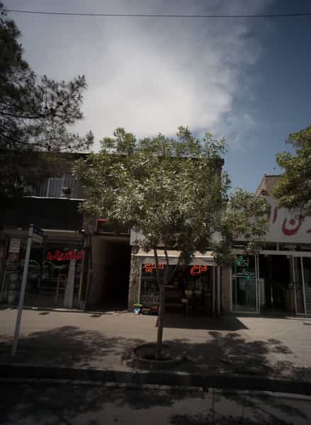 عکس گل دنیا در سمرقند مشهد