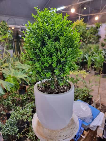 عکس شهرگل کوی مدرس کرج