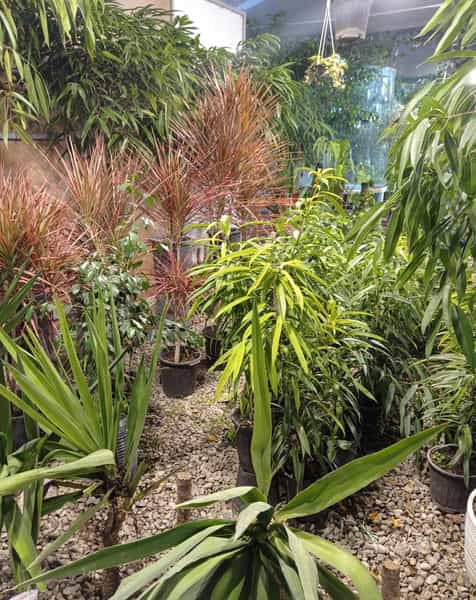 عکس شهرگل کوی مدرس کرج