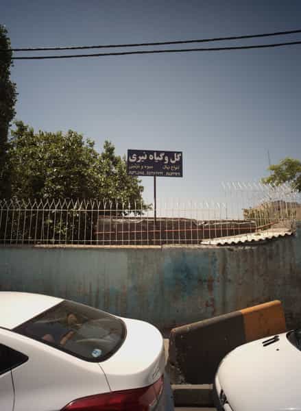 عکس گل و گیاه نیری در کلاهدوز مشهد