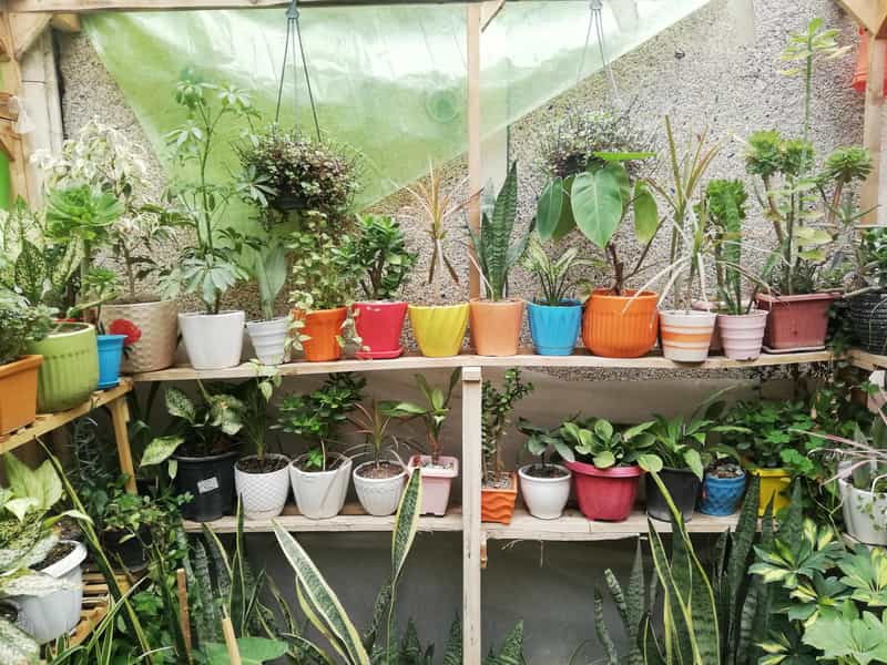 عکس فروشگاه گل پامچال در حصارک بالا کرج